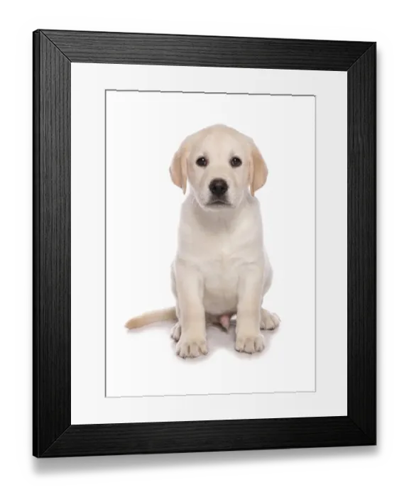 Framed Print : Domestic Dog, Yellow Labrador Retriever, puppy, sitting Framed Print : Domestic Dog, Yellow Labrador Retriever, puppy, sitting