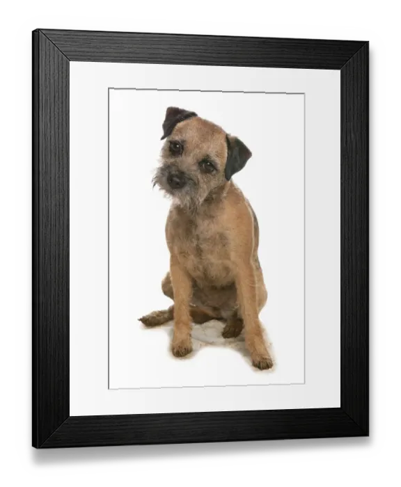 Framed Print : Domestic Dog, Border Terrier, adult, sitting Framed Print : Domestic Dog, Border Terrier, adult, sitting