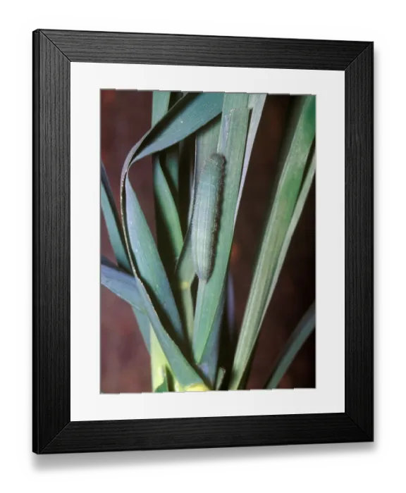 Framed Print : Wall Brown (Lasiommata megera) larva Framed Print : Wall Brown (Lasiommata megera) larva