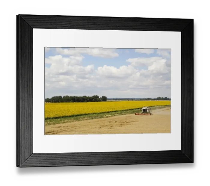 Framed Print : Wheat (Triticum aestivum) crop, combine harvester harvesting field, farmland with wide field margin and sunflowers Framed Print : Wheat (Triticum aestivum) crop, combine harvester harvesting field, farmland with wide field margin and sunflowers
