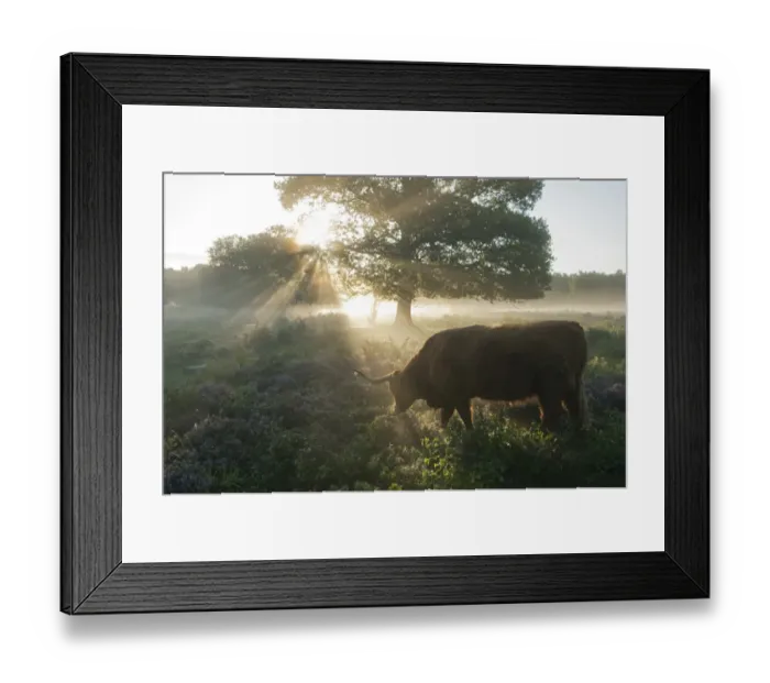 Framed Print : Highland Cattle, cow, backlit, grazing in lowland heathland habitat at dawn, Hothfield Heathlands, Kent, England Framed Print : Highland Cattle, cow, backlit, grazing in lowland heathland habitat at dawn, Hothfield Heathlands, Kent, England