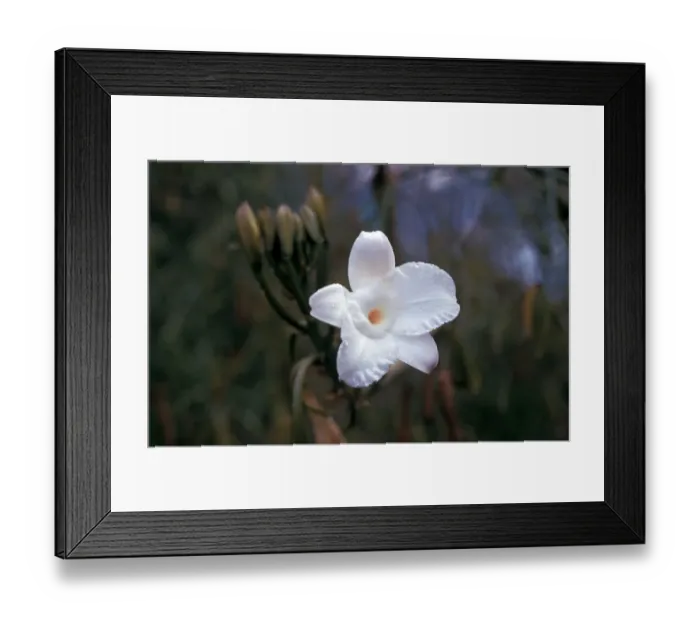 Framed Print : Leafless Vanilla Orchid