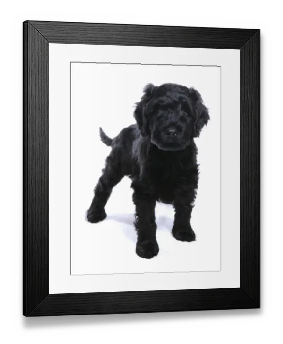 Framed Print : Domestic Dog, Portuguese Water Dog, puppy, standing Framed Print : Domestic Dog, Portuguese Water Dog, puppy, standing