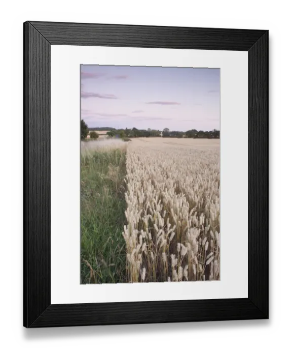 Framed Print : Wheat (Triticum aestivum) crop, ripe field and margin strip at dusk, West Yorkshire, England, july Framed Print : Wheat (Triticum aestivum) crop, ripe field and margin strip at dusk, West Yorkshire, England, july