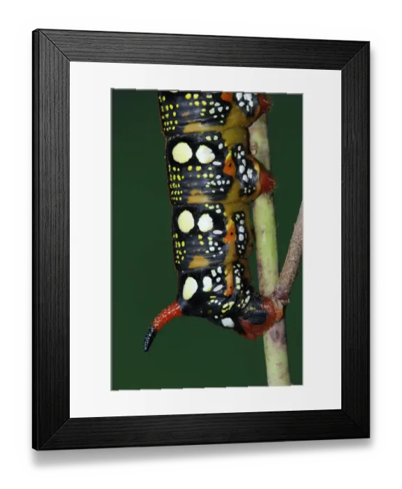Framed Print : Spurge Hawkmoth (Hyles euphorbiae) fully grown larva, close-up of tail Framed Print : Spurge Hawkmoth (Hyles euphorbiae) fully grown larva, close-up of tail