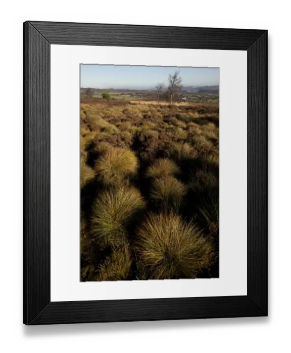 Framed Print : View of upland bog habitat, Blackamoor, Sheffield, South Yorkshire, England, november Framed Print : View of upland bog habitat, Blackamoor, Sheffield, South Yorkshire, England, november
