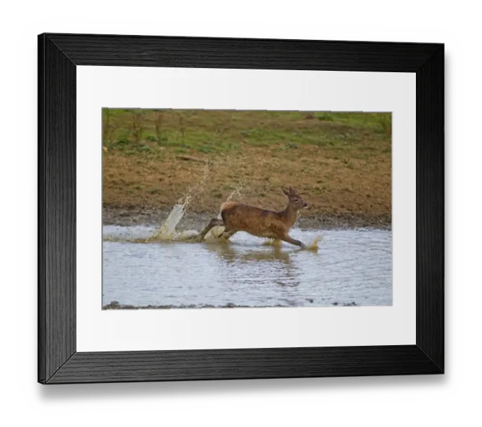 Framed Print : Red Deer (Cervus elaphus) calf, running through water, during rutting season, Minsmere RSPB Reserve, Suffolk, England Framed Print : Red Deer (Cervus elaphus) calf, running through water, during rutting season, Minsmere RSPB Reserve, Suffolk, England
