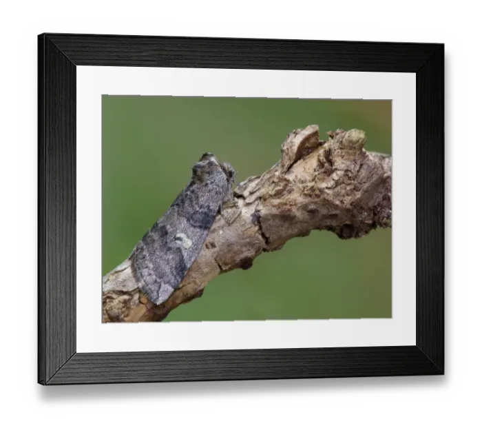 Framed Print : Poplar Lutestring (Tethea or) adult, resting on poplar twig, Cannobina Valley, Piedmont, Northern Italy, july Framed Print : Poplar Lutestring (Tethea or) adult, resting on poplar twig, Cannobina Valley, Piedmont, Northern Italy, july