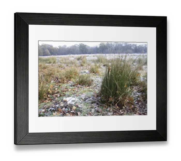 Framed Print : Rushes in frost and snow covered rush pasture habitat, in river valley fen, Redgrave and Lopham Fen N. N. R Framed Print : Rushes in frost and snow covered rush pasture habitat, in river valley fen, Redgrave and Lopham Fen N. N. R