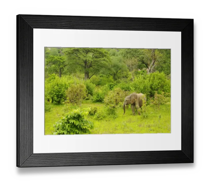 Framed Print : African Elephant (Loxodonta africana) calf, standing amongst vegatation at edge of woodland habitat, Ruaha N. P Framed Print : African Elephant (Loxodonta africana) calf, standing amongst vegatation at edge of woodland habitat, Ruaha N. P