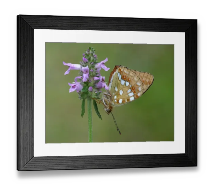 Framed Print : High Brown Fritillary (Argynnis adippe) cleodippe form, adult, roosting on Betony (Stachys officinalis) flowerhead Framed Print : High Brown Fritillary (Argynnis adippe) cleodippe form, adult, roosting on Betony (Stachys officinalis) flowerhead