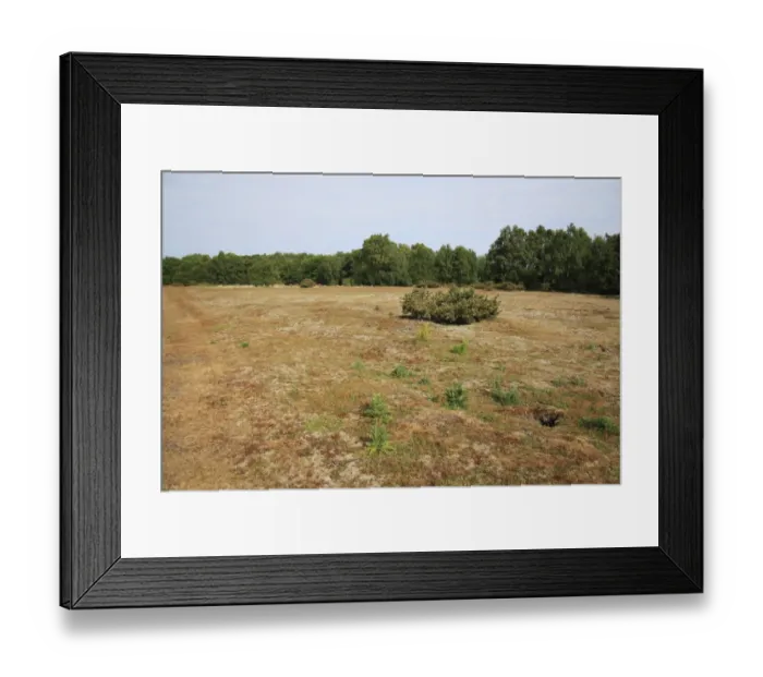 Framed Print : View of mixed acid grassland, heathland and deciduous woodland habitat, Little Ouse Headwaters Project, Hinderclay Fen Framed Print : View of mixed acid grassland, heathland and deciduous woodland habitat, Little Ouse Headwaters Project, Hinderclay Fen