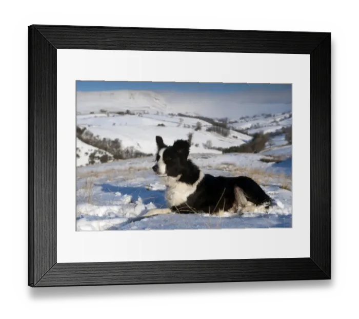 Framed Print : Domestic Dog, Border Collie sheepdog, adult, laying in snow on fell, Cumbria, England, december Framed Print : Domestic Dog, Border Collie sheepdog, adult, laying in snow on fell, Cumbria, England, december