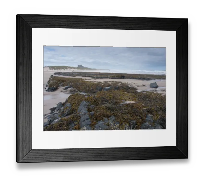 Framed Print : Rocks and seaweed on beach, with Bamburgh Castle in distance, Bamburgh, Northumberland, England, july Framed Print : Rocks and seaweed on beach, with Bamburgh Castle in distance, Bamburgh, Northumberland, England, july