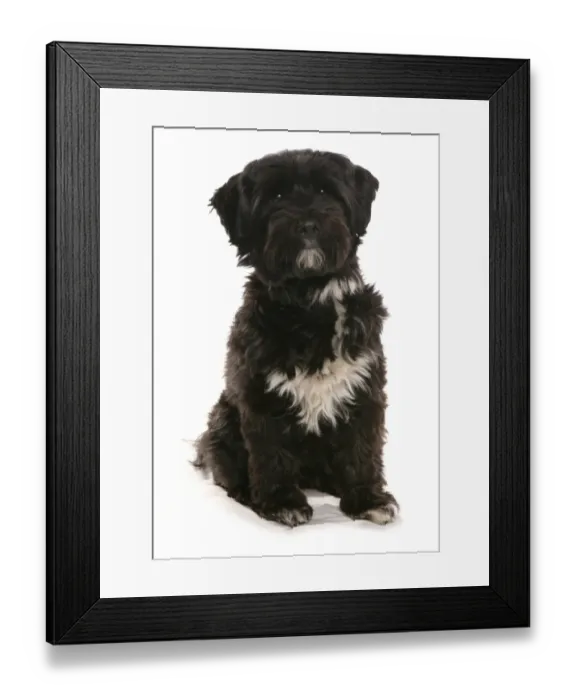 Framed Print : Domestic Dog, Tibetan Terrier, puppy, sitting Framed Print : Domestic Dog, Tibetan Terrier, puppy, sitting