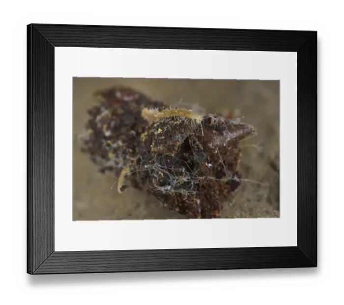 Framed Print : Cave Millipede (Plectogona angustum) adult, feeding on Red Fox (Vulpes vulpes) dung inside cave Framed Print : Cave Millipede (Plectogona angustum) adult, feeding on Red Fox (Vulpes vulpes) dung inside cave