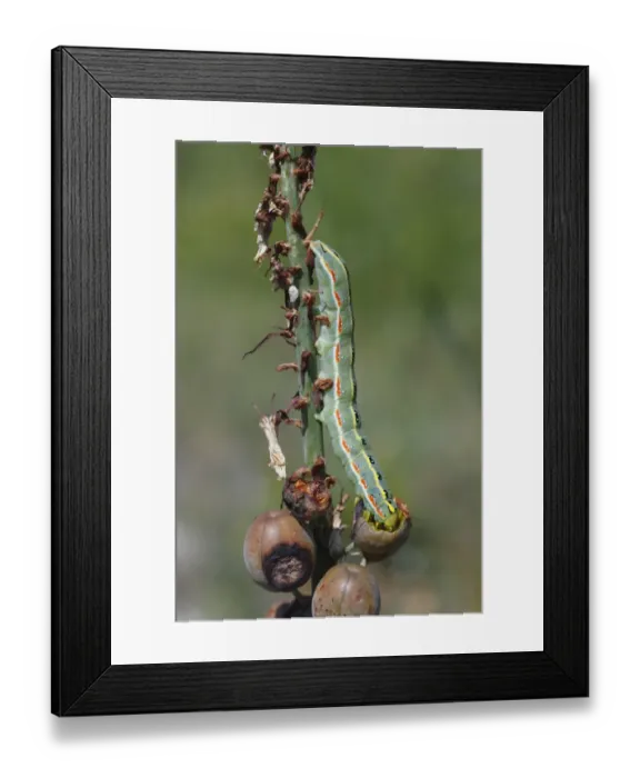 Framed Print : Sword-grass Moth (Xylena exsoleta) larva, feeding on Squill (Scilla sp. ) ripening seeds, near Minerve, Herault