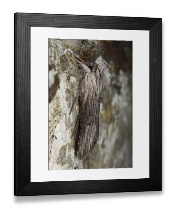 Framed Print : The Shark (Cucullia umbratica) adult, resting on stone wall, Powys, Wales, may Framed Print : The Shark (Cucullia umbratica) adult, resting on stone wall, Powys, Wales, may