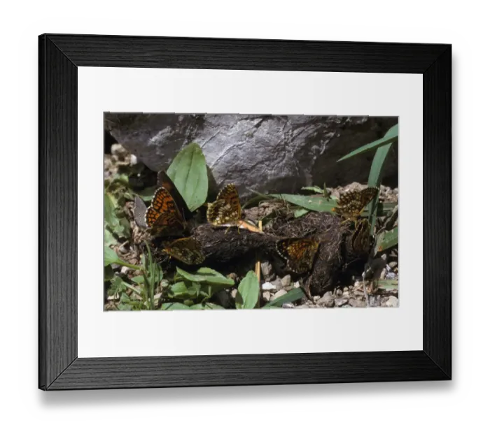 Framed Print : Butterfly Fritillarys and Blue Butterflies on animal dung Framed Print : Butterfly Fritillarys and Blue Butterflies on animal dung