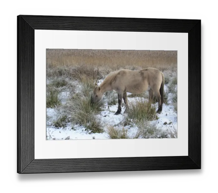 Framed Print : Konik Horse, gelding, grazing on rushes, in snow covered river valley fen, Redgrave and Lopham Fen N. N. R Framed Print : Konik Horse, gelding, grazing on rushes, in snow covered river valley fen, Redgrave and Lopham Fen N. N. R