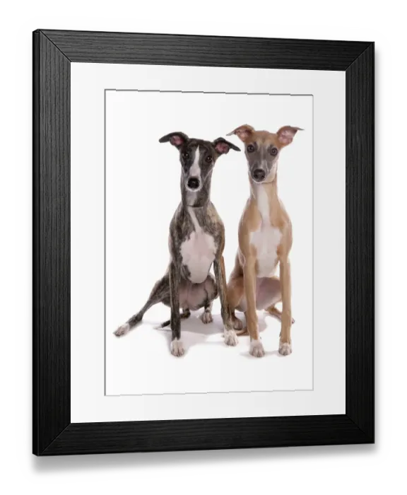 Framed Print : Domestic Dog, Whippet, two adults, sitting Framed Print : Domestic Dog, Whippet, two adults, sitting