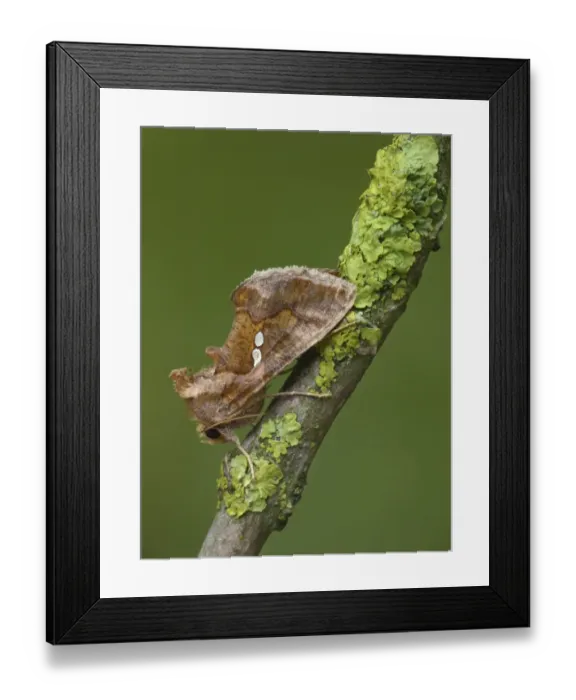 Framed Print : Golden Twin-spot (Chrysodeixis chalcites) adult, resting on lichen covered twig, Cannobina Valley, Piedmont Framed Print : Golden Twin-spot (Chrysodeixis chalcites) adult, resting on lichen covered twig, Cannobina Valley, Piedmont