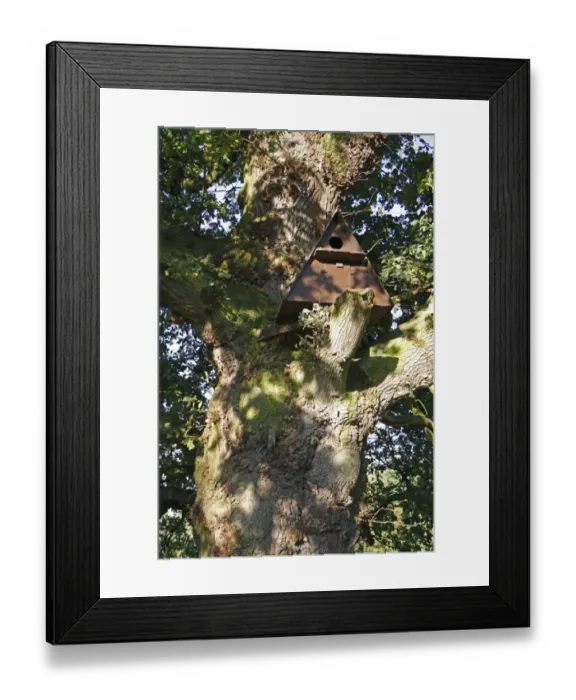 Framed Print : Wooden owl nestbox, sited in ancient Common Oak (Quercus robur) tree in woodland, Vicarage Plantation, Mendlesham Framed Print : Wooden owl nestbox, sited in ancient Common Oak (Quercus robur) tree in woodland, Vicarage Plantation, Mendlesham