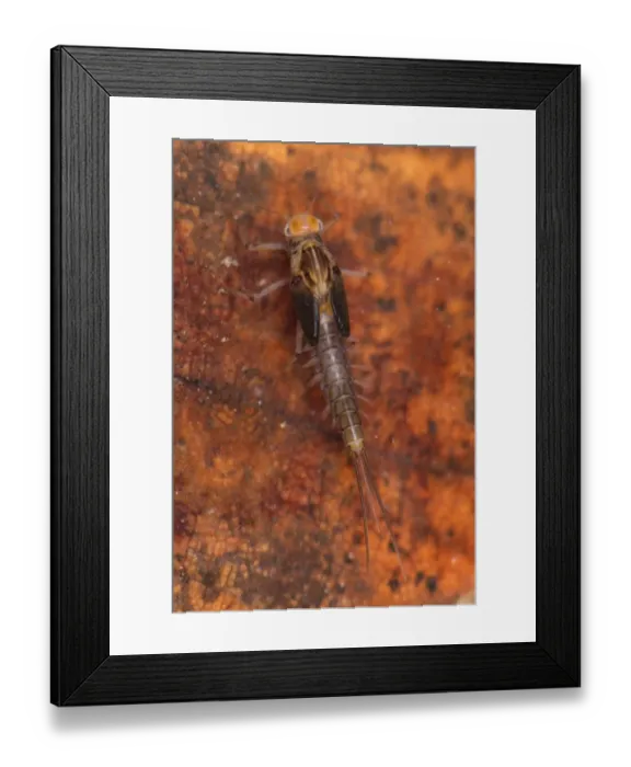 Framed Print : Minnow Mayfly (Baetis sp. ) larva, on submerged leaf, Genova Province, Liguria, Italy, december Framed Print : Minnow Mayfly (Baetis sp. ) larva, on submerged leaf, Genova Province, Liguria, Italy, december