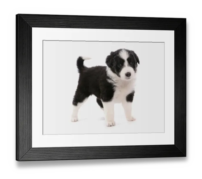 Framed Print : Domestic Dog, Border Collie, puppy, standing Framed Print : Domestic Dog, Border Collie, puppy, standing