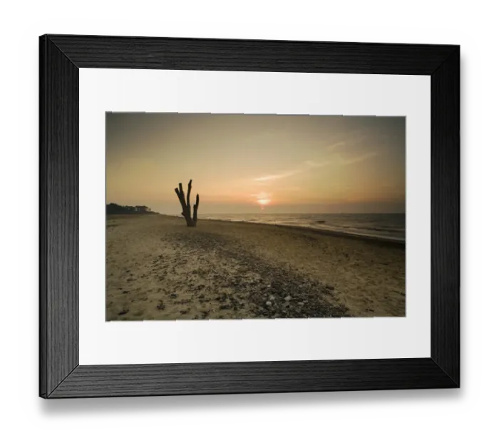 Framed Print : View of dead tree from eroded shoreline on beach at sunset, Covehithe, Benacre National Nature Reserve, Suffolk Framed Print : View of dead tree from eroded shoreline on beach at sunset, Covehithe, Benacre National Nature Reserve, Suffolk
