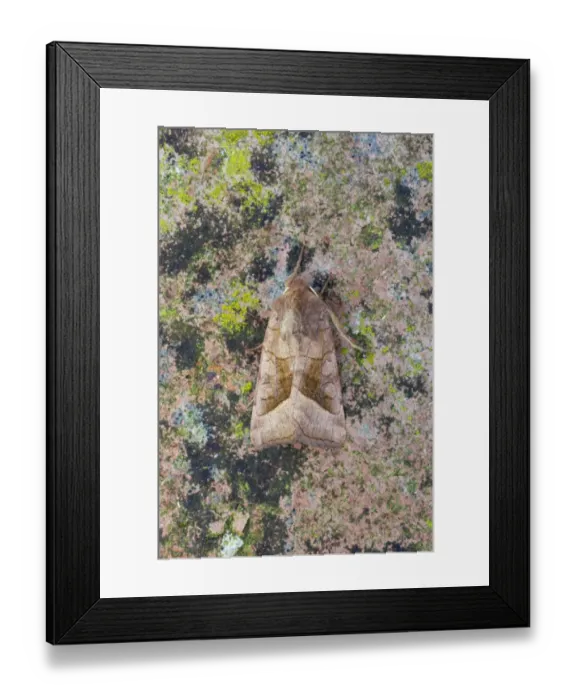 Framed Print : Rosy Rustic (Hydraecia micacea) adult, Essex, England Framed Print : Rosy Rustic (Hydraecia micacea) adult, Essex, England