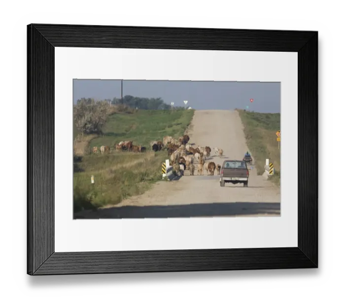 Framed Print : Cattle farming, farmers using pickup truck and quad bike to drive herd along road to new pasture, North Dakota, U. S. A Framed Print : Cattle farming, farmers using pickup truck and quad bike to drive herd along road to new pasture, North Dakota, U. S. A