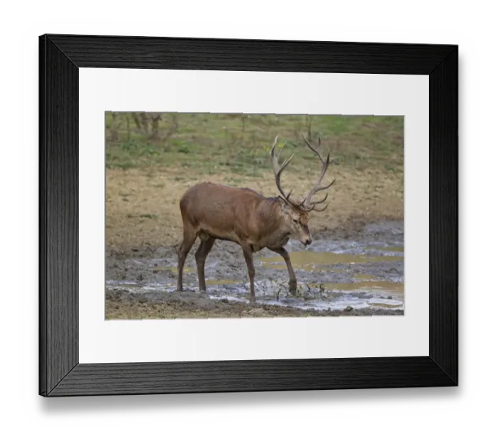 Framed Print : Red Deer (Cervus elaphus) stag, kicking water at wallow, during rutting season, Minsmere RSPB Reserve, Suffolk Framed Print : Red Deer (Cervus elaphus) stag, kicking water at wallow, during rutting season, Minsmere RSPB Reserve, Suffolk