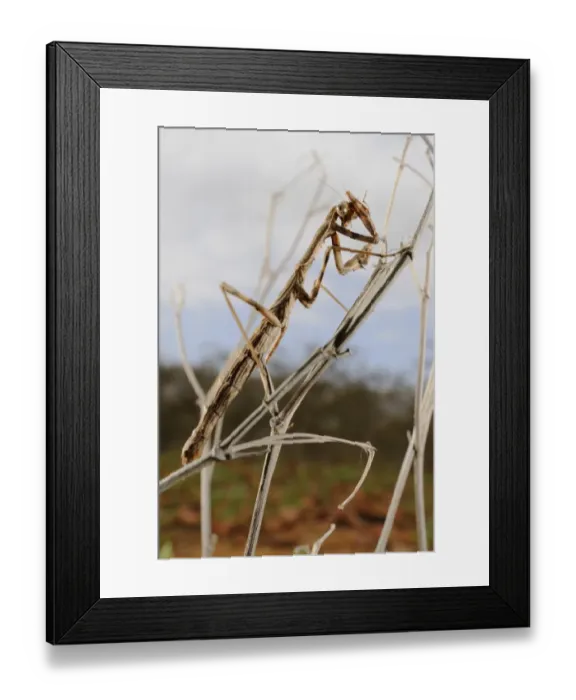 Framed Print : Mantis (Teddia dioscoris) adult, cleaning eyes, Socotra, Yemen, january Framed Print : Mantis (Teddia dioscoris) adult, cleaning eyes, Socotra, Yemen, january