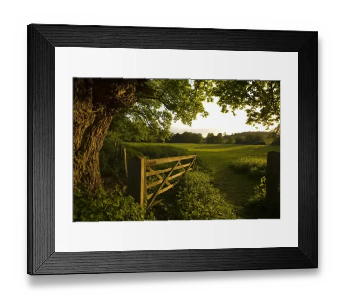 Framed Print : Wooden gate and oak tree at entrance to pasture in evening sunlight, Freston, Suffolk, England, may