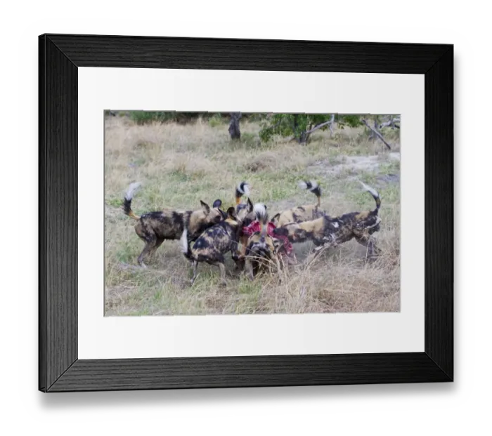 Framed Print : African Wild Dog (Lycaon pictus) adults, pack feeding frenzy at Impala (Aepyceros melampus) calf kill, Okavango Delta