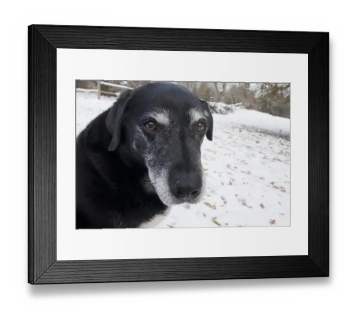 Framed Print : Domestic Dog, labrador cross mongrel, elderly adult, close-up of head, sitting in snow, England, december Framed Print : Domestic Dog, labrador cross mongrel, elderly adult, close-up of head, sitting in snow, England, december