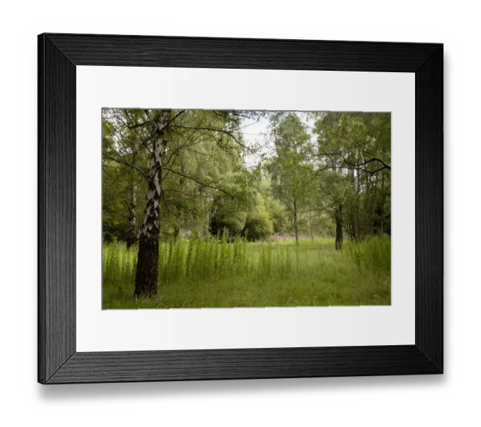 Framed Print : View of birch woodland habitat in former gravel pit, Hilton Gravel Pits, Derbyshire Wildlife Trust Reserve, Derbyshire Framed Print : View of birch woodland habitat in former gravel pit, Hilton Gravel Pits, Derbyshire Wildlife Trust Reserve, Derbyshire