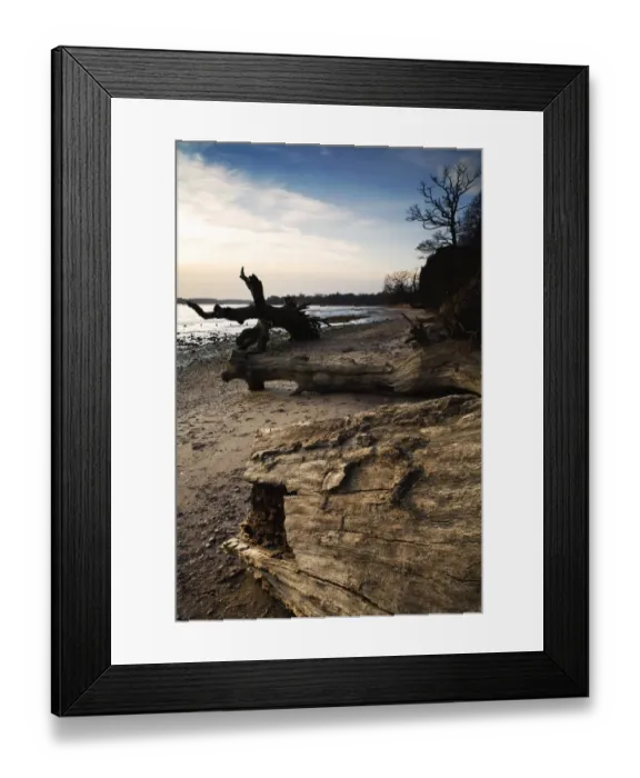 Framed Print : Dead trees on river estuary foreshore after falling over small cliff of exposed London Clay, Nacton Shore Framed Print : Dead trees on river estuary foreshore after falling over small cliff of exposed London Clay, Nacton Shore