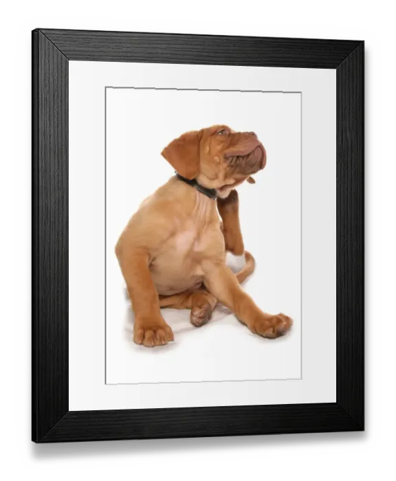 Framed Print : Domestic Dog, French Mastiff (Dogue de Bordeaux), puppy, scratching, with collar Framed Print : Domestic Dog, French Mastiff (Dogue de Bordeaux), puppy, scratching, with collar