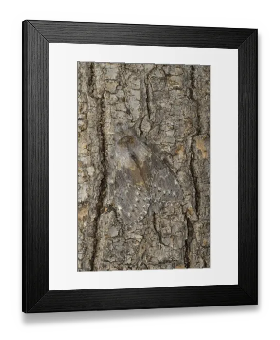 Framed Print : Lobster Moth (Stauropus fagi) adult, camouflaged on tree trunk, Oxfordshire, England