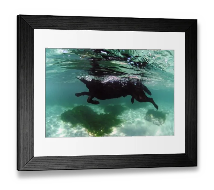 Framed Print : Domestic Dog, adult, swimming in sea, viewed from underwater, Porthnaven, Cornwall, England, september Framed Print : Domestic Dog, adult, swimming in sea, viewed from underwater, Porthnaven, Cornwall, England, september