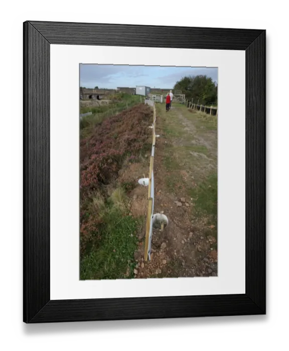 Framed Print : Fencing to catch reptiles, Chasewater, Staffordshire, England, september Framed Print : Fencing to catch reptiles, Chasewater, Staffordshire, England, september