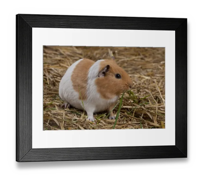 Framed Print : Domestic Guinea Pig (Cavia porcellus) adult, feeding on grass, standing on straw bedding, Whitewell, Lancashire