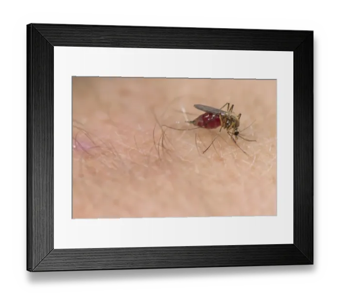 Framed Print : Common Mosquito (Culex pipiens) adult female, feeding, sucking blood from human skin, Italy Framed Print : Common Mosquito (Culex pipiens) adult female, feeding, sucking blood from human skin, Italy