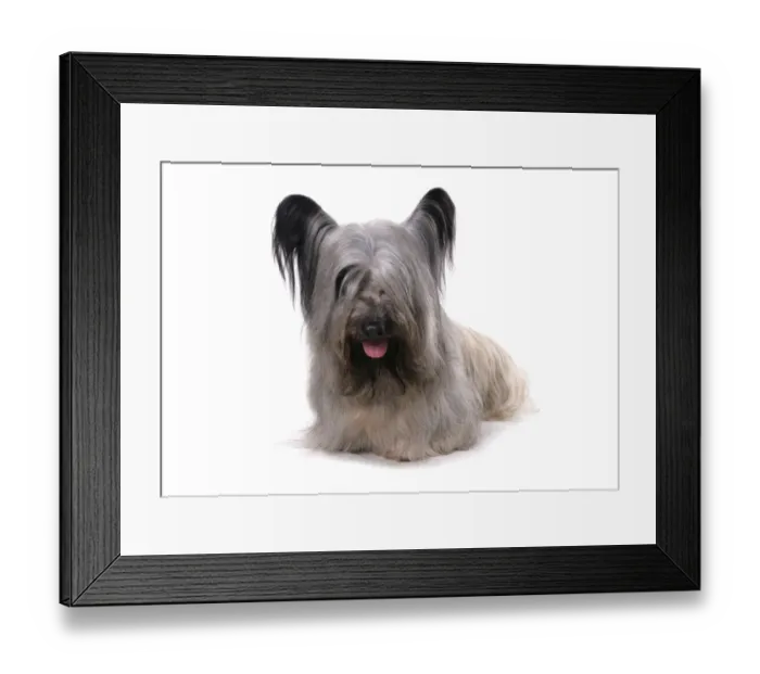 Framed Print : Domestic Dog, Skye Terrier, adult male, sitting Framed Print : Domestic Dog, Skye Terrier, adult male, sitting
