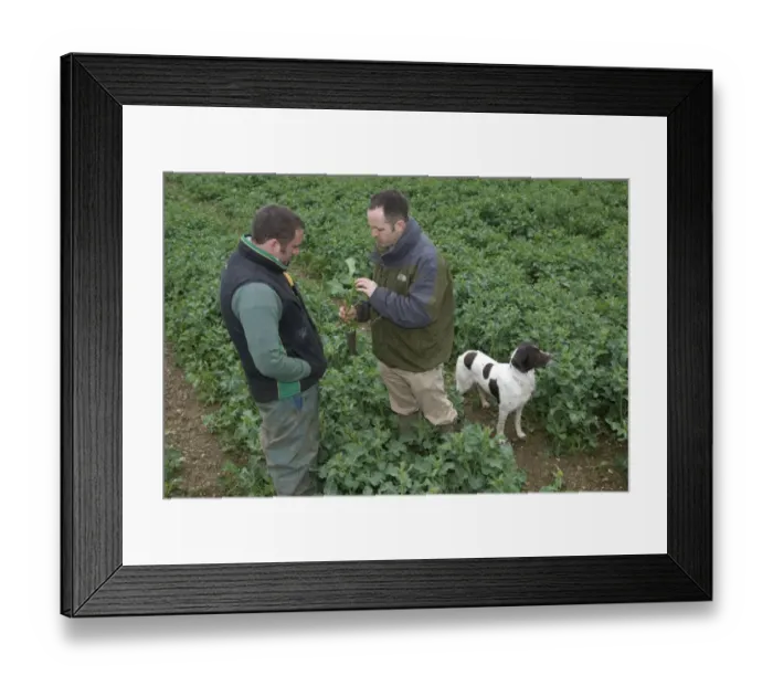 Framed Print : Agronomist and farmer examining oilseed rape crop for disease on farm, Hertfordshire, England, april