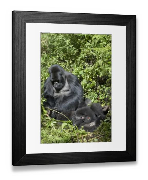 Framed Print : Mountain Gorilla (Gorilla beringei beringei) silverback adult male grooming playing young, Volcanoes N. P