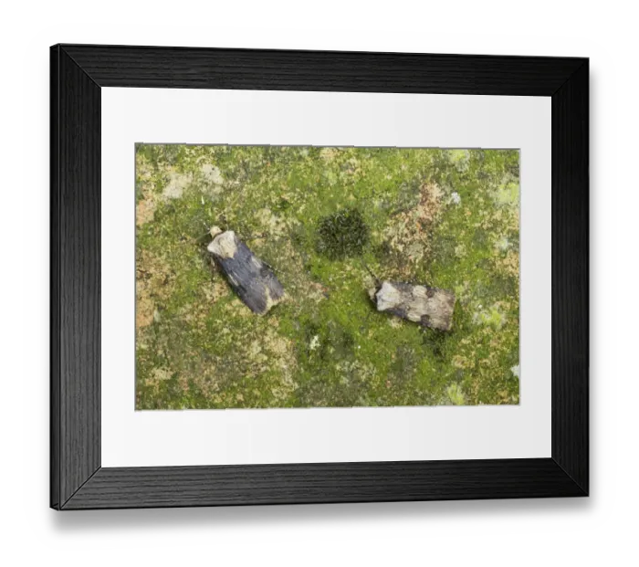 Framed Print : Shuttle-shaped Dart (Agrotis puta puta) adult male and female, sexual dimorphism, Essex, England