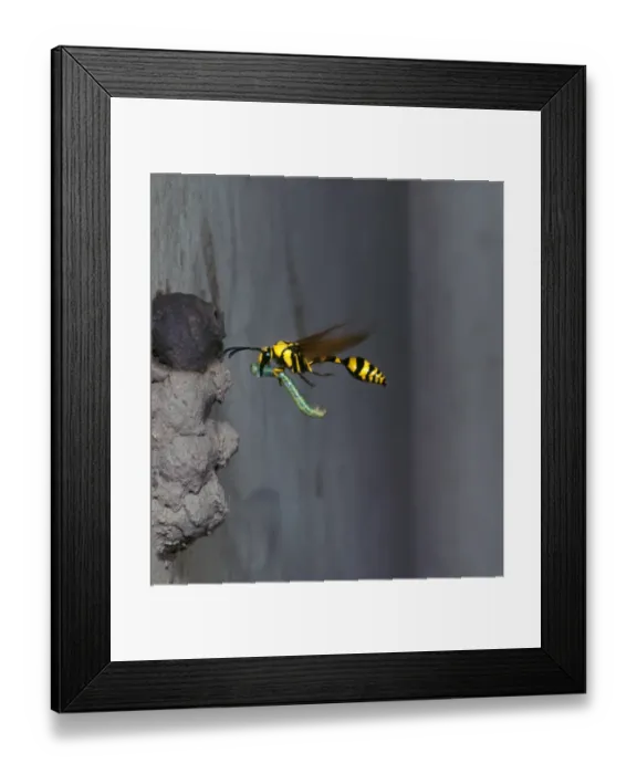 Framed Print : Potter Wasp (Eumenes flavi pinta) In flight / taking food to nest Framed Print : Potter Wasp (Eumenes flavi pinta) In flight / taking food to nest